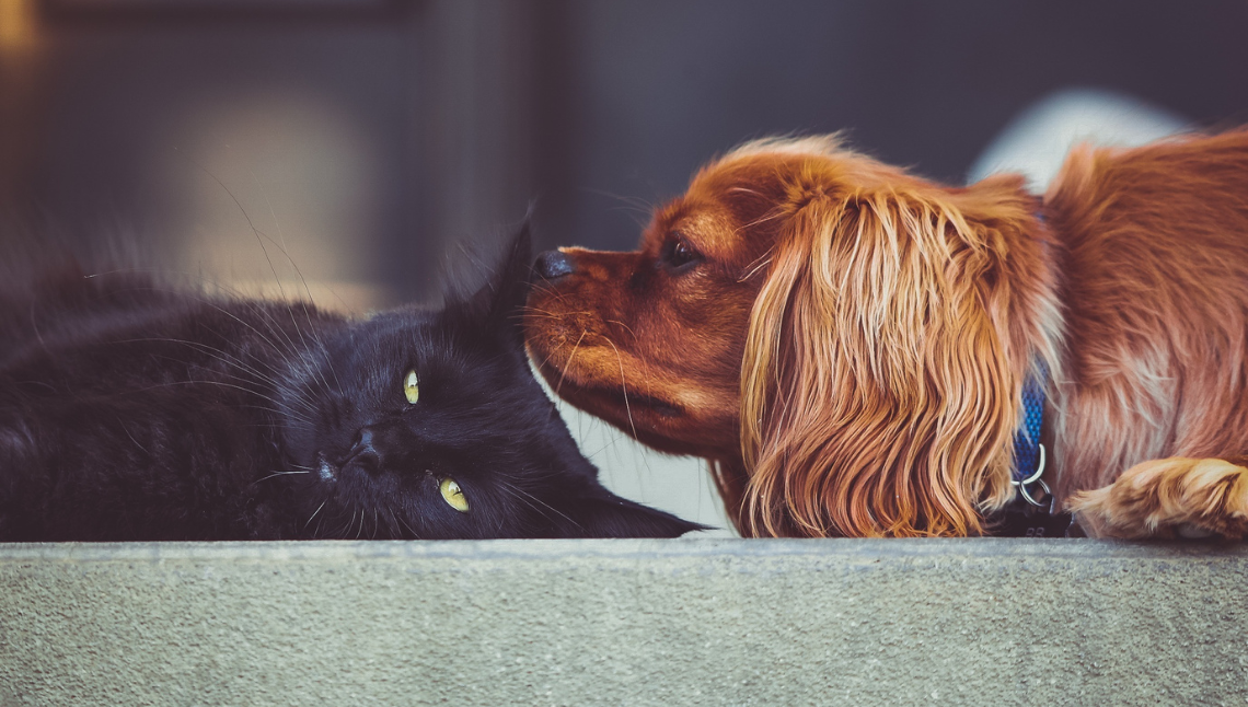 Pulci e animali domestici: come riconoscerle e cosa fare Pulci e animali domestici: come riconoscerle e cosa fare