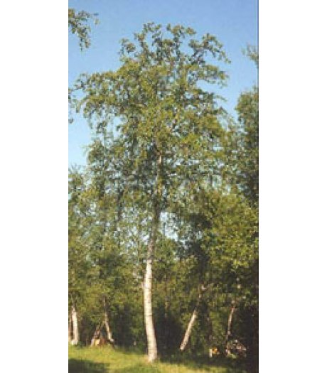 MSA BETULA PUBESCENS 50ML