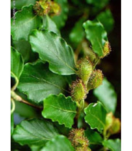 MSA FAGUS SYLVATICA 50ML