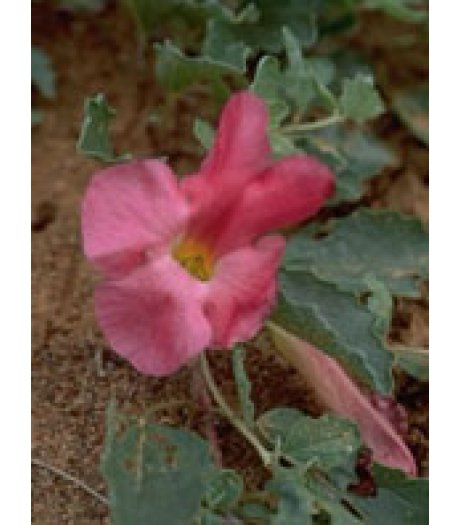 TSA HARPAGOPHYTUM 50ML TSA HARPAGOPHYTUM 50ML