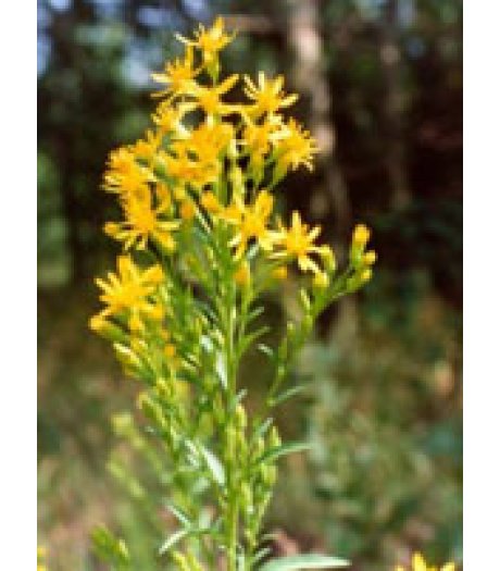 TSA SOLIDAGO VIRGAUREA 50ML